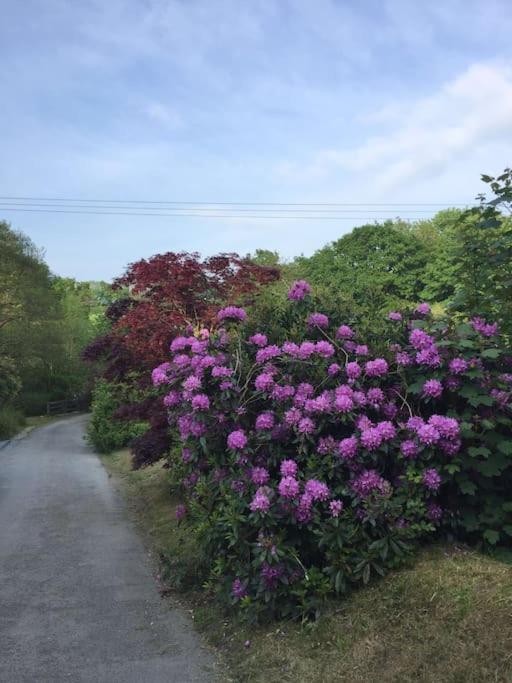 Drovers Cottage 태비스톡 외부 사진